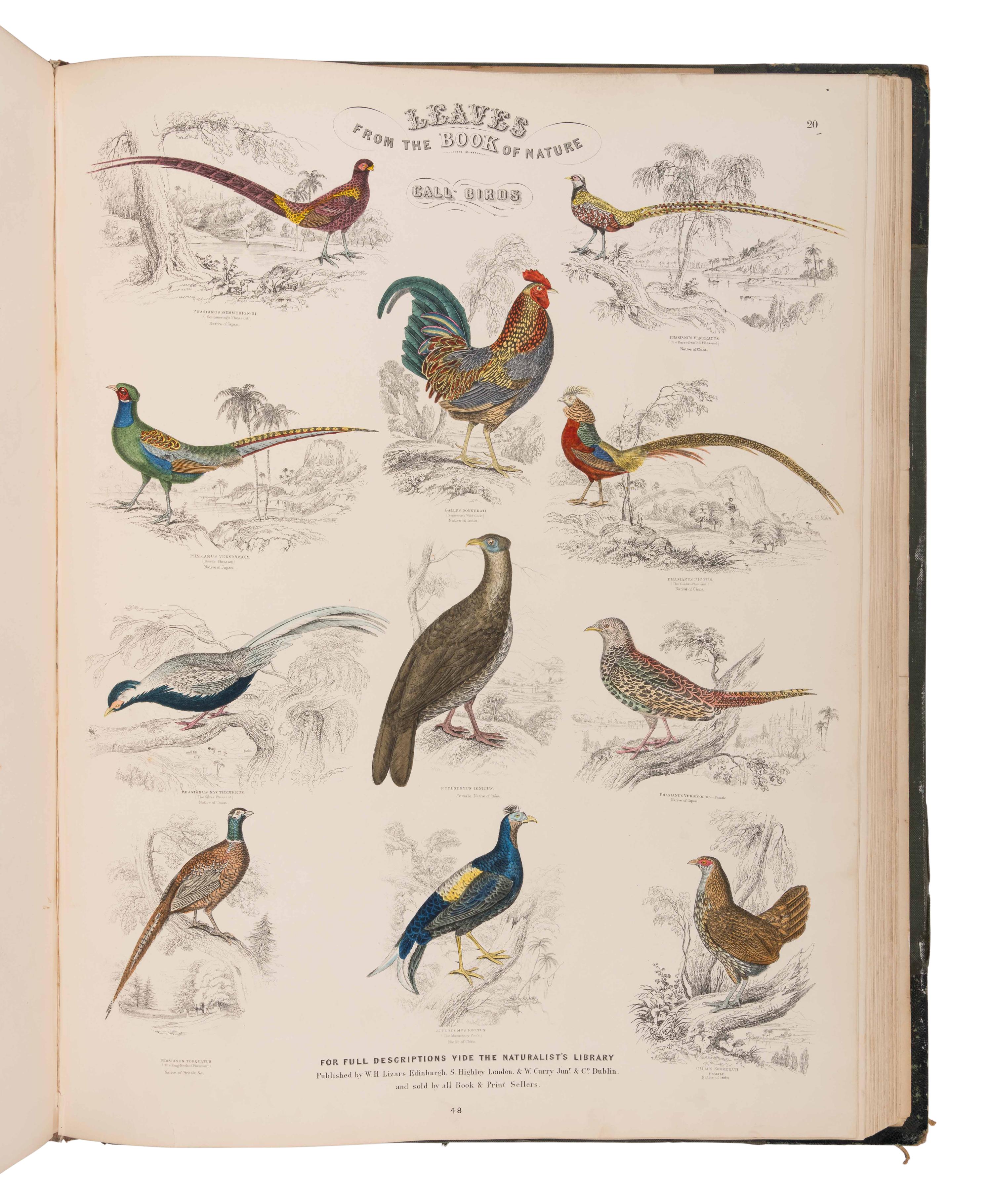 JARDINE, William (1800-1874). Leaves from the Book of Nature, Containing the Principal Illustrations in Jardine's Naturalist's Library . Edinburgh: W.H. Lizars; London: S. Highly; Dublin: W. Curry, [1846].