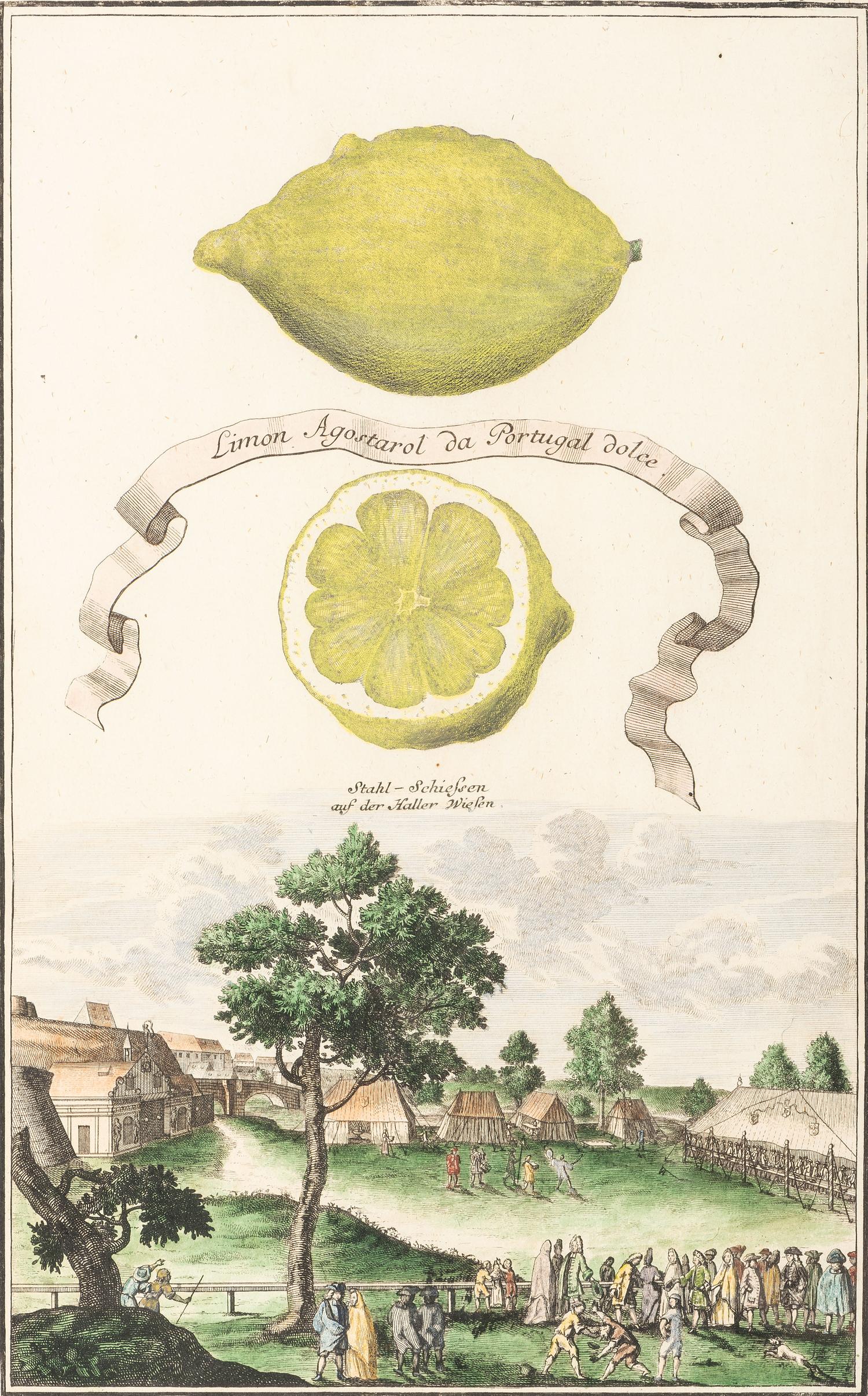Six Hand-Colored Citrus Fruit Engravings