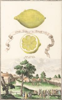 Six Hand-Colored Citrus Fruit Engravings