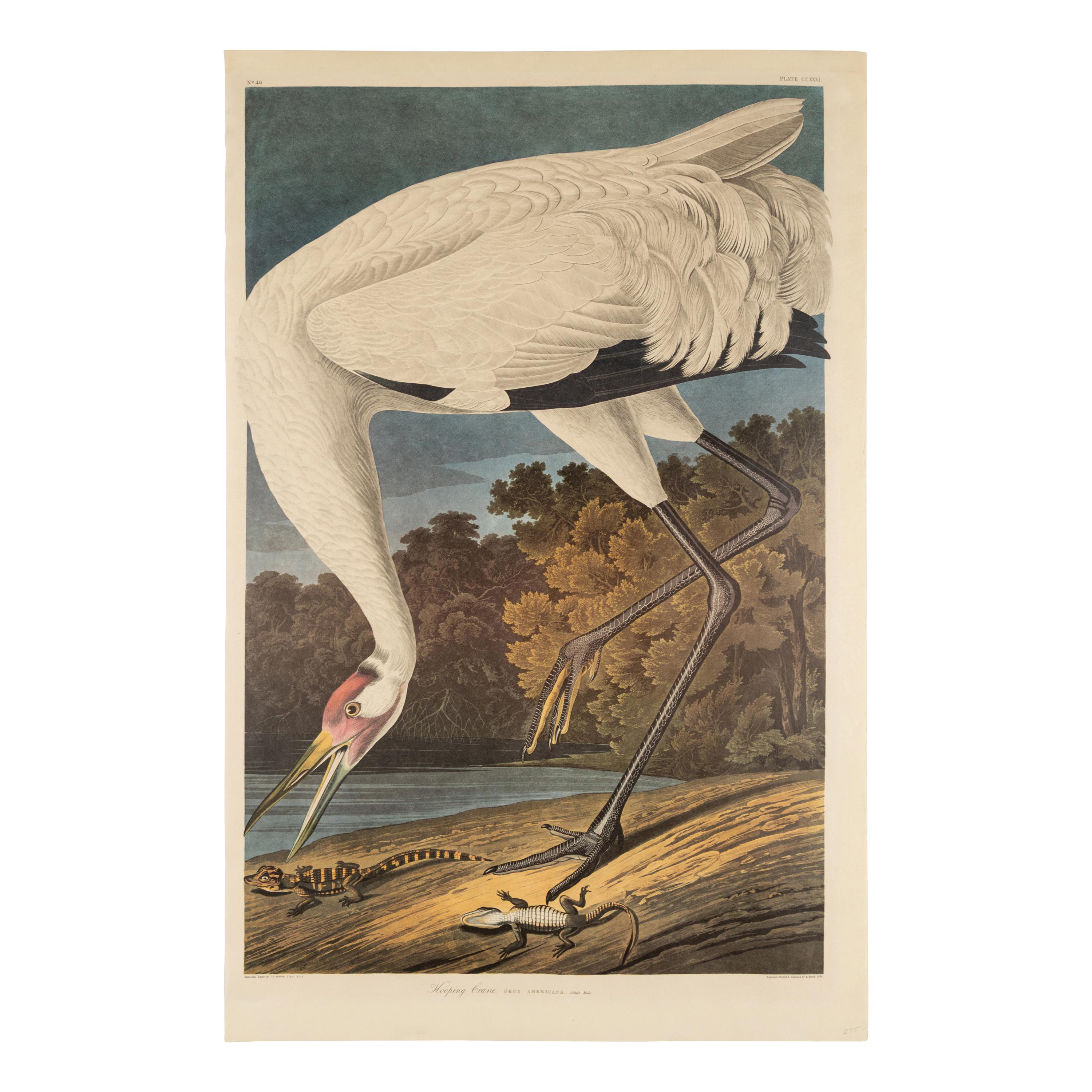 John James Audubon (American, 1785-1851) — Hooping Crane (Plate CCXXVI), Grus Americana
