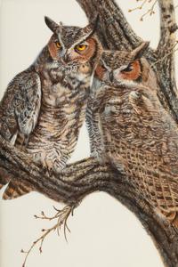 Horned Owl , 1980