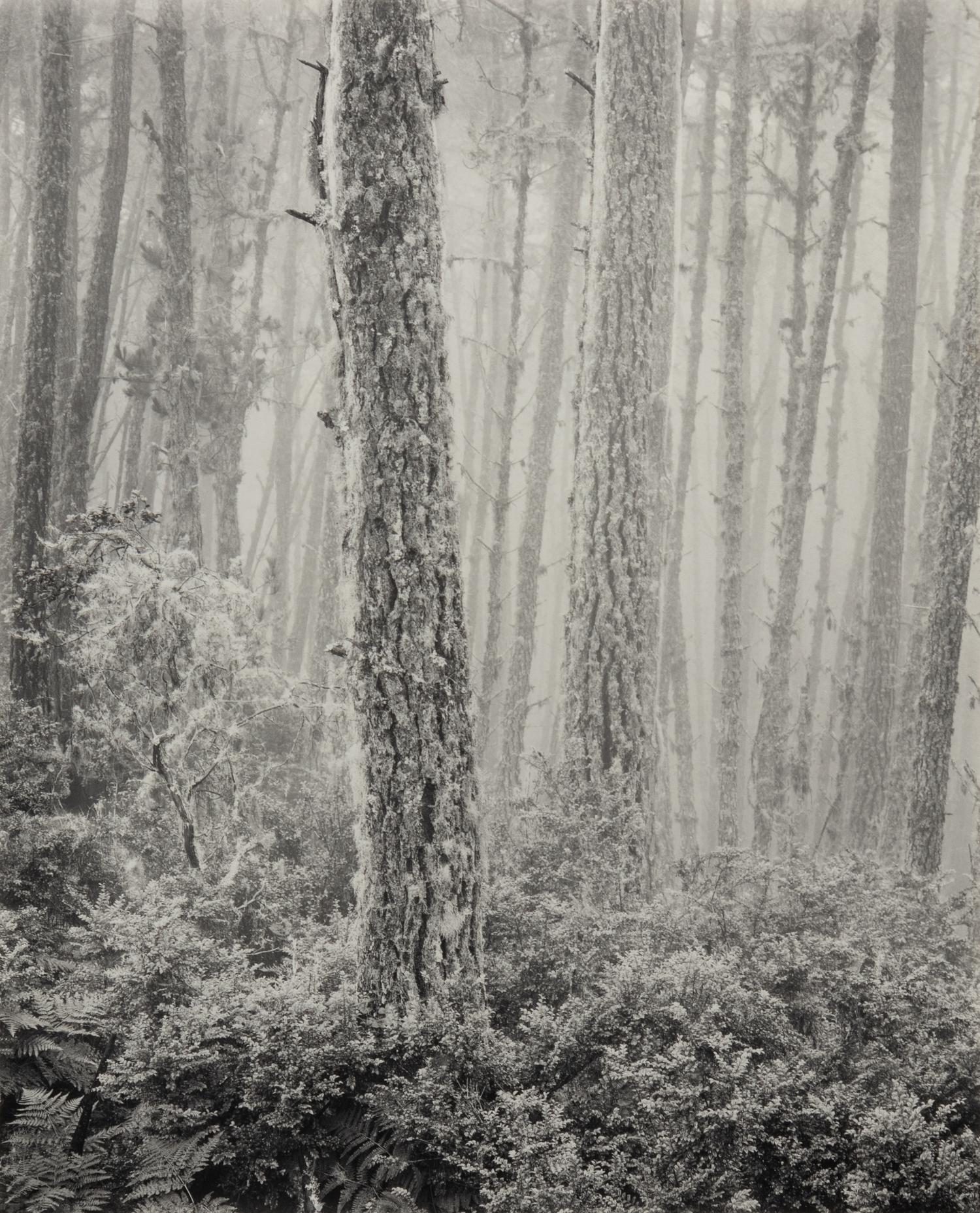 The Forest