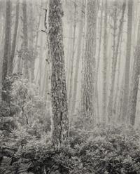 The Forest