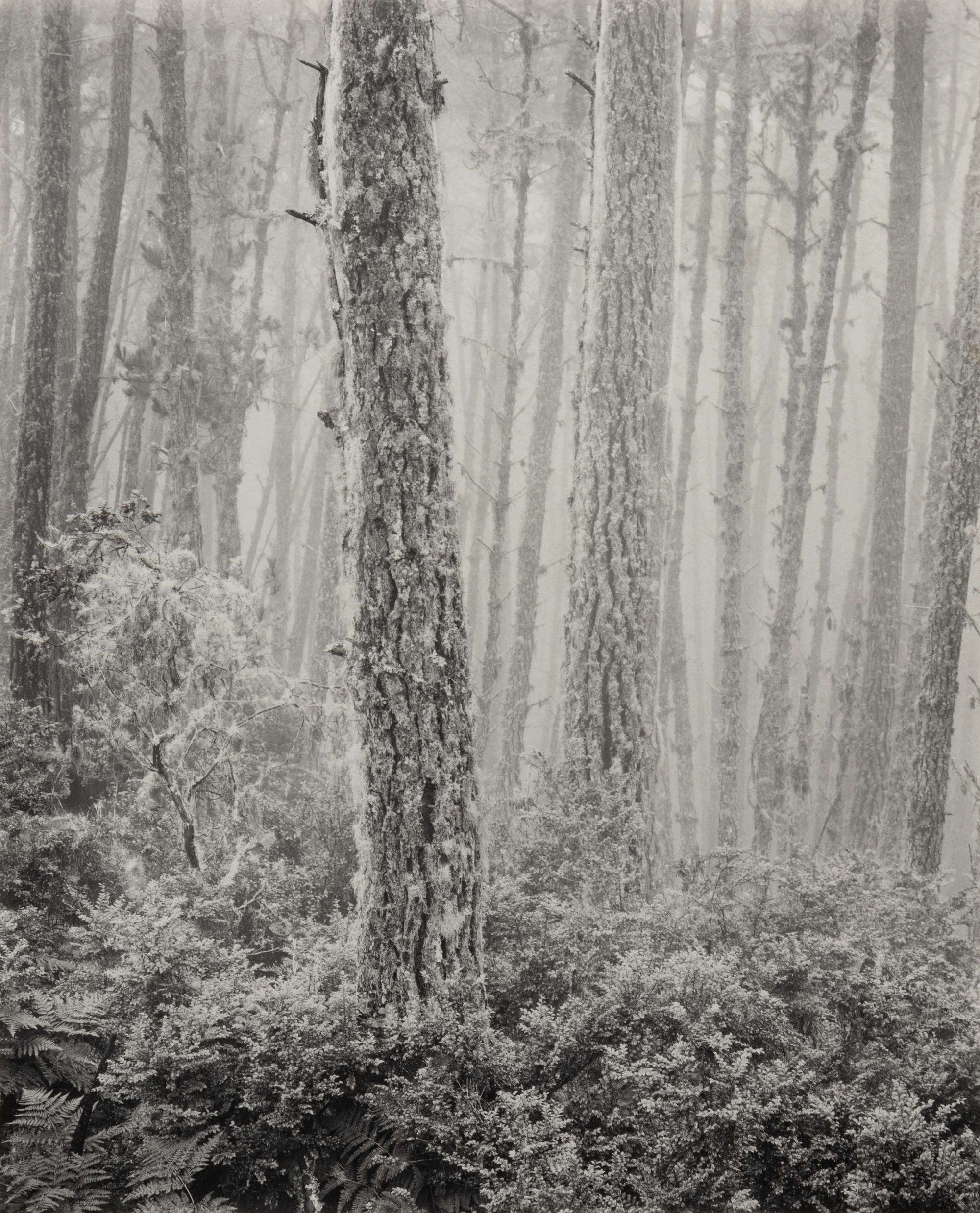 The Forest