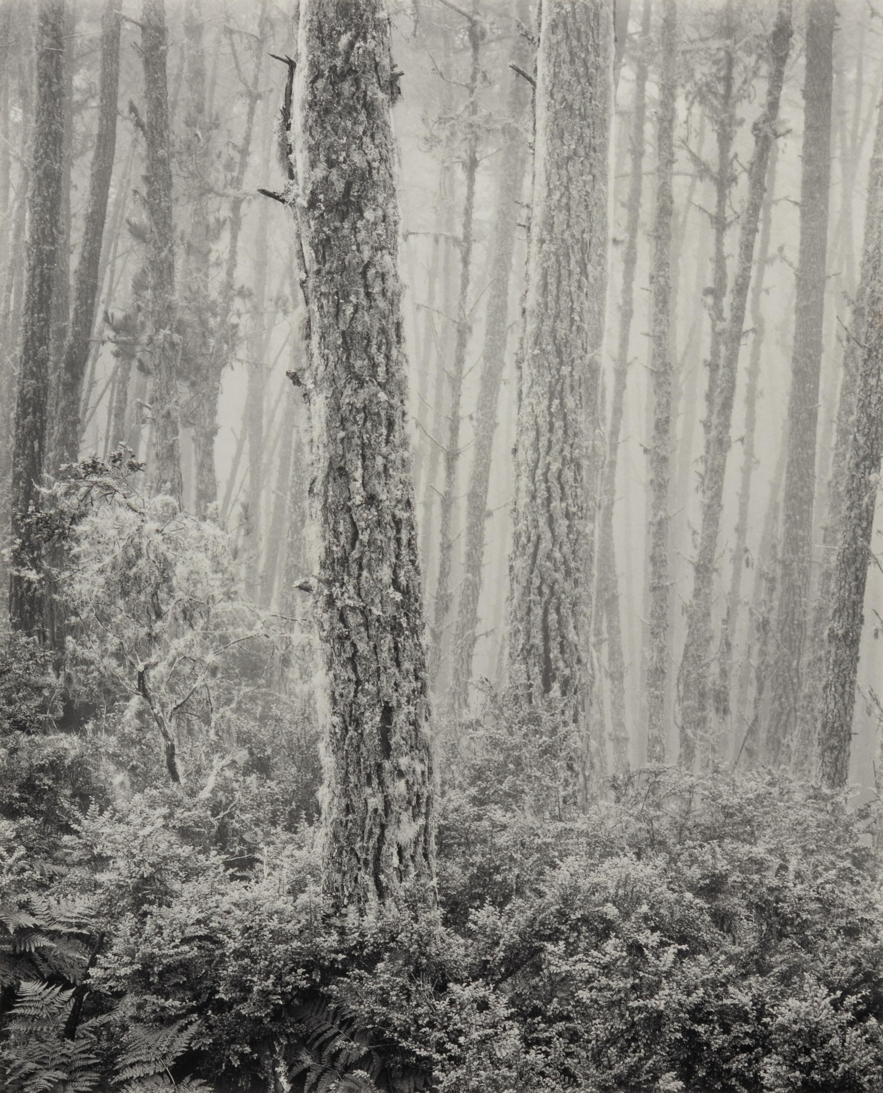 The Forest