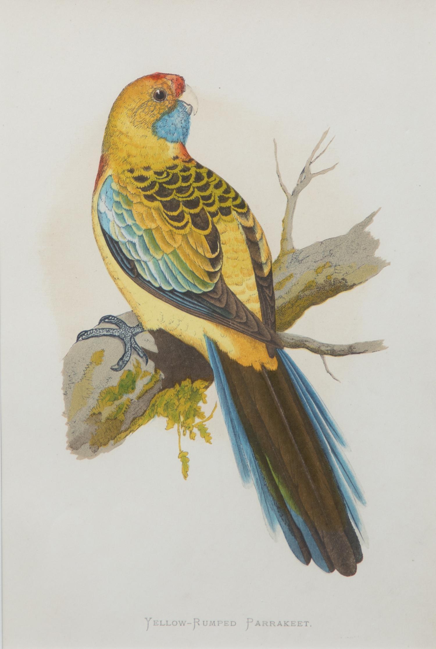 Four Gilt Framed Ornithological Prints of Parakeets Image area 9 x 6 inches — LATE 19TH CENTURY