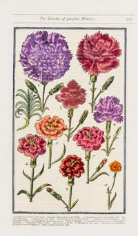 PARKINSON, JOHN. Group of eight handcolored facsimile etchings. (1910).
