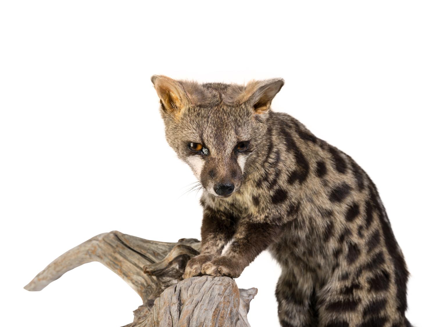 A Taxidermy Spotted African Genet