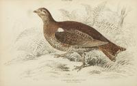 A Group of Eight Framed Ornithological Prints — 19TH/20TH CENTURY