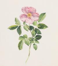 A Pair of Works by Various Artists, , Vase of Flowers, 1834 by T. La Brand and Single Rose, 1981 by Rory McEwen (Scottish, 1932-1982)