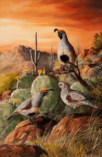 Gambel Quail