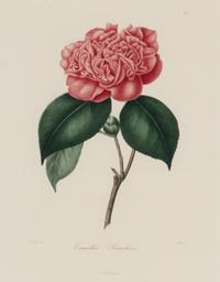 A Set of Five French Botanical Prints