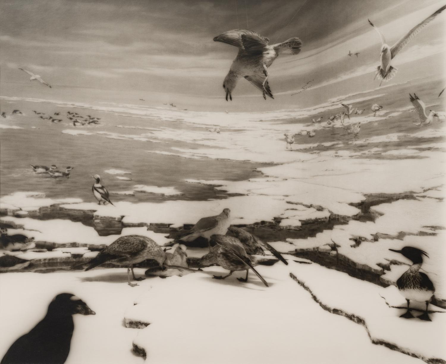 A group of six photographs from the Natural History series
