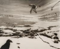 A group of six photographs from the Natural History series