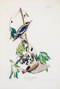 (AUDUBON, JOHN JAMES, after) HAVELL, ROBERT Yellow Bellied Woodpecker, from The Birds of America, 1834