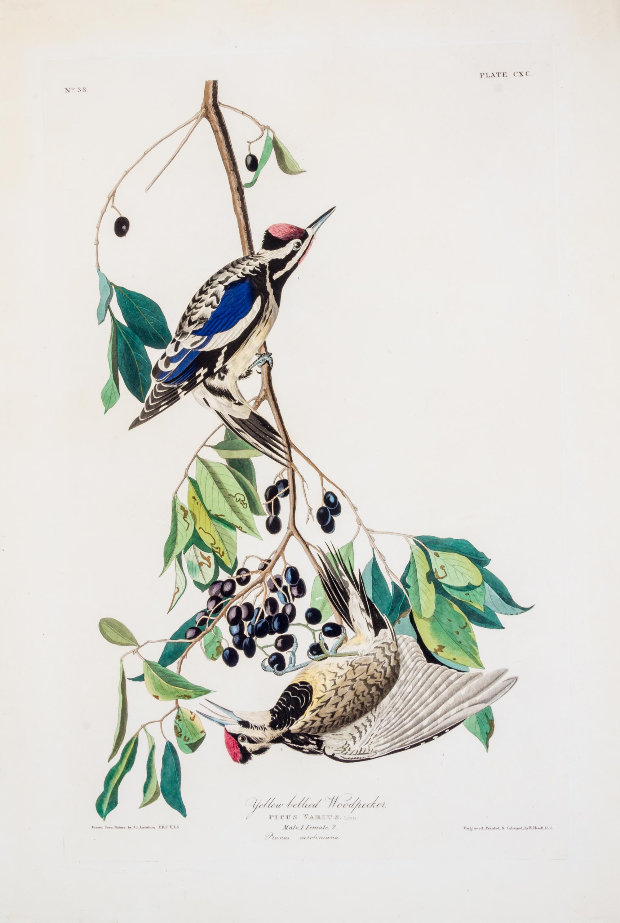 (AUDUBON, JOHN JAMES, after) HAVELL, ROBERT Yellow Bellied Woodpecker, from The Birds of America, 1834