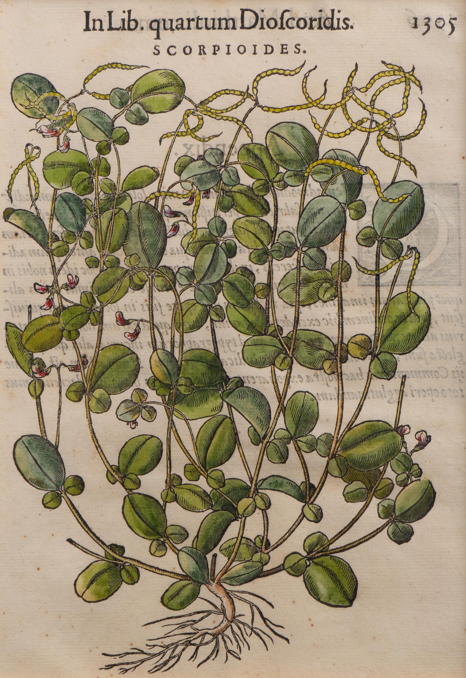 A Group of Eight Hand Colored Engravings Possibly After Matthias de l'Obel — 19TH CENTURY