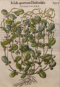 A Group of Eight Hand Colored Engravings Possibly After Matthias de l'Obel — 19TH CENTURY