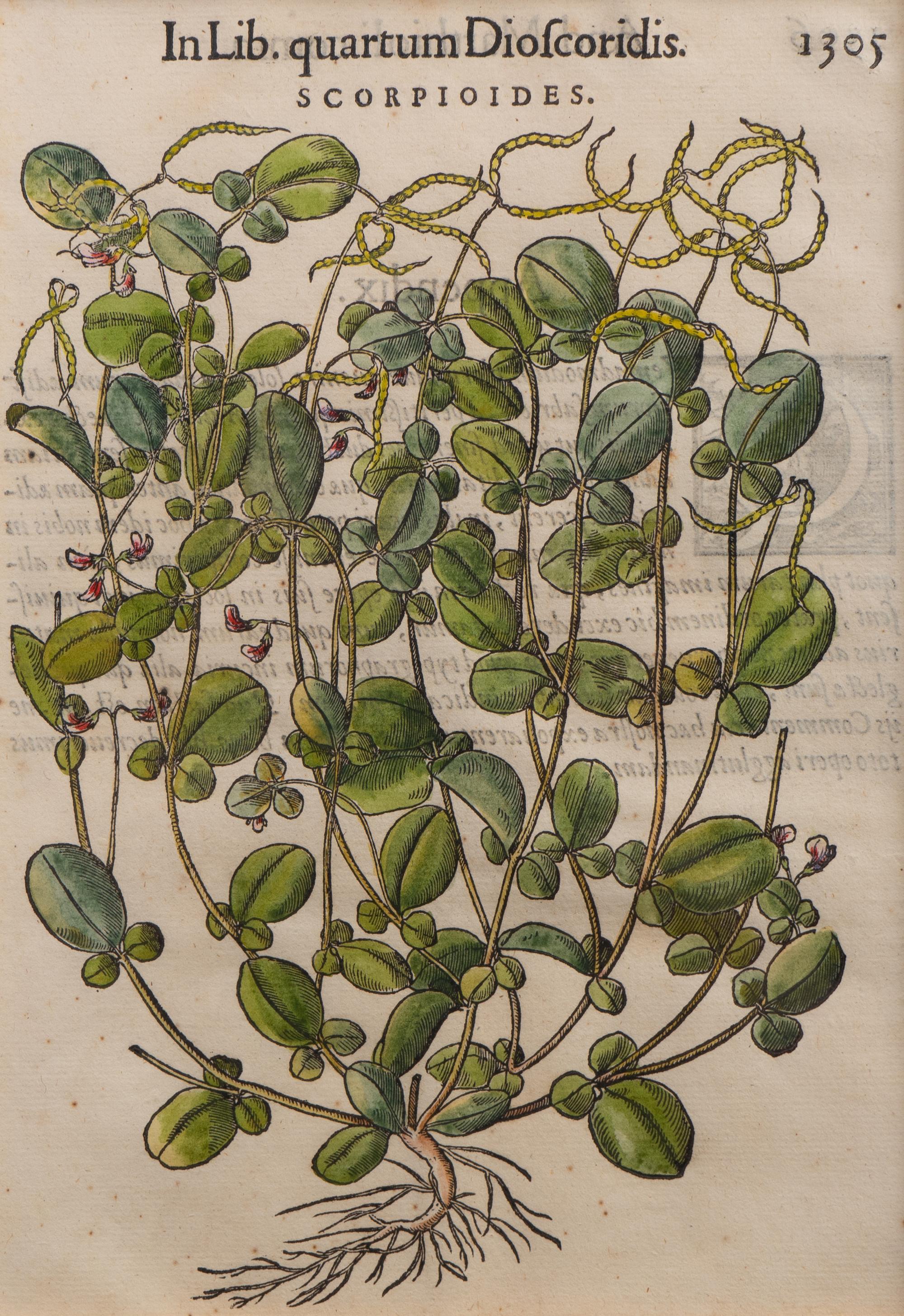 A Group of Eight Hand Colored Engravings Possibly After Matthias de l'Obel — 19TH CENTURY