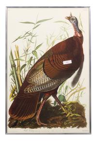 [NATURAL HISTORY] (AUDUBON, John James, after)