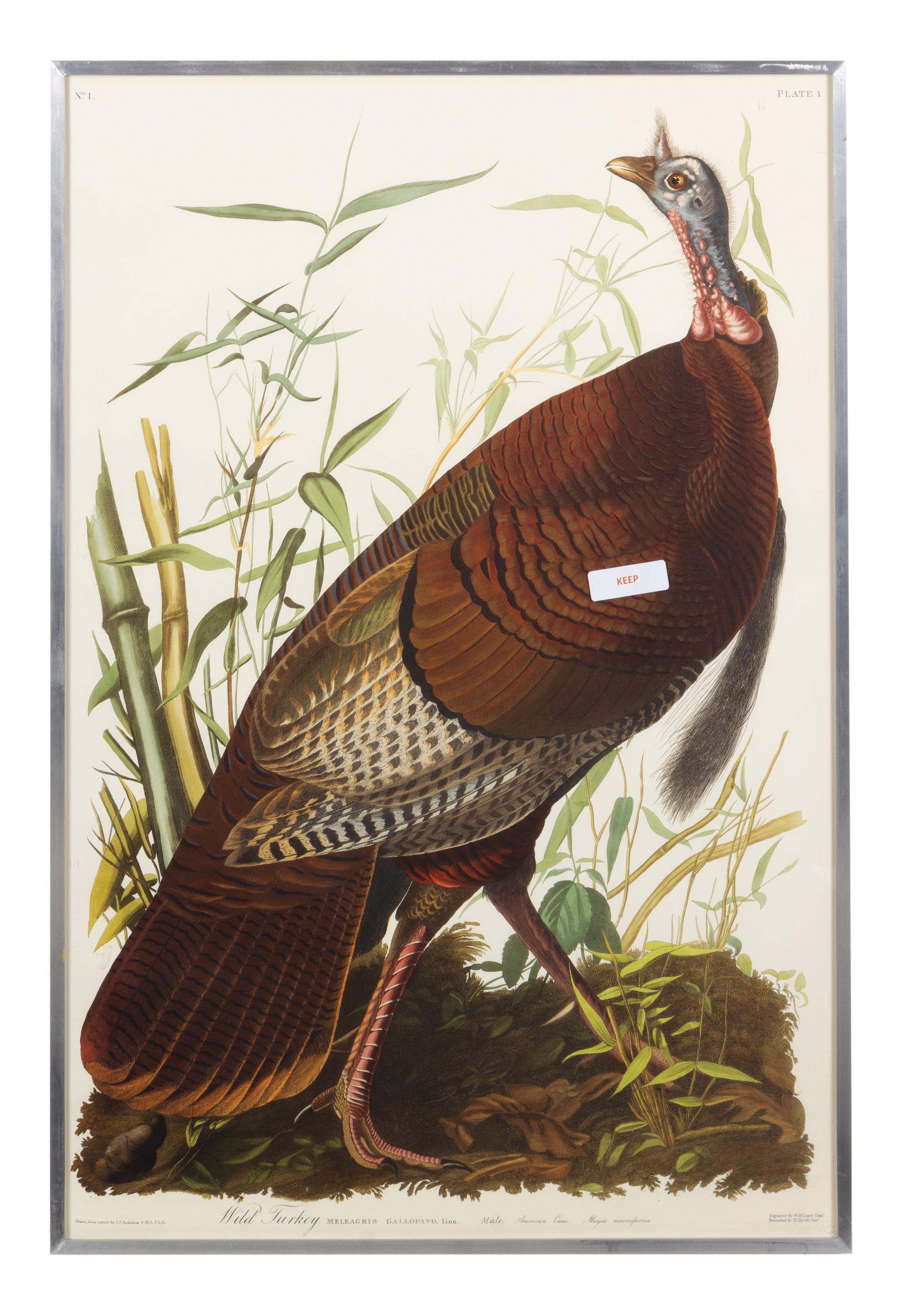 [NATURAL HISTORY] (AUDUBON, John James, after)
