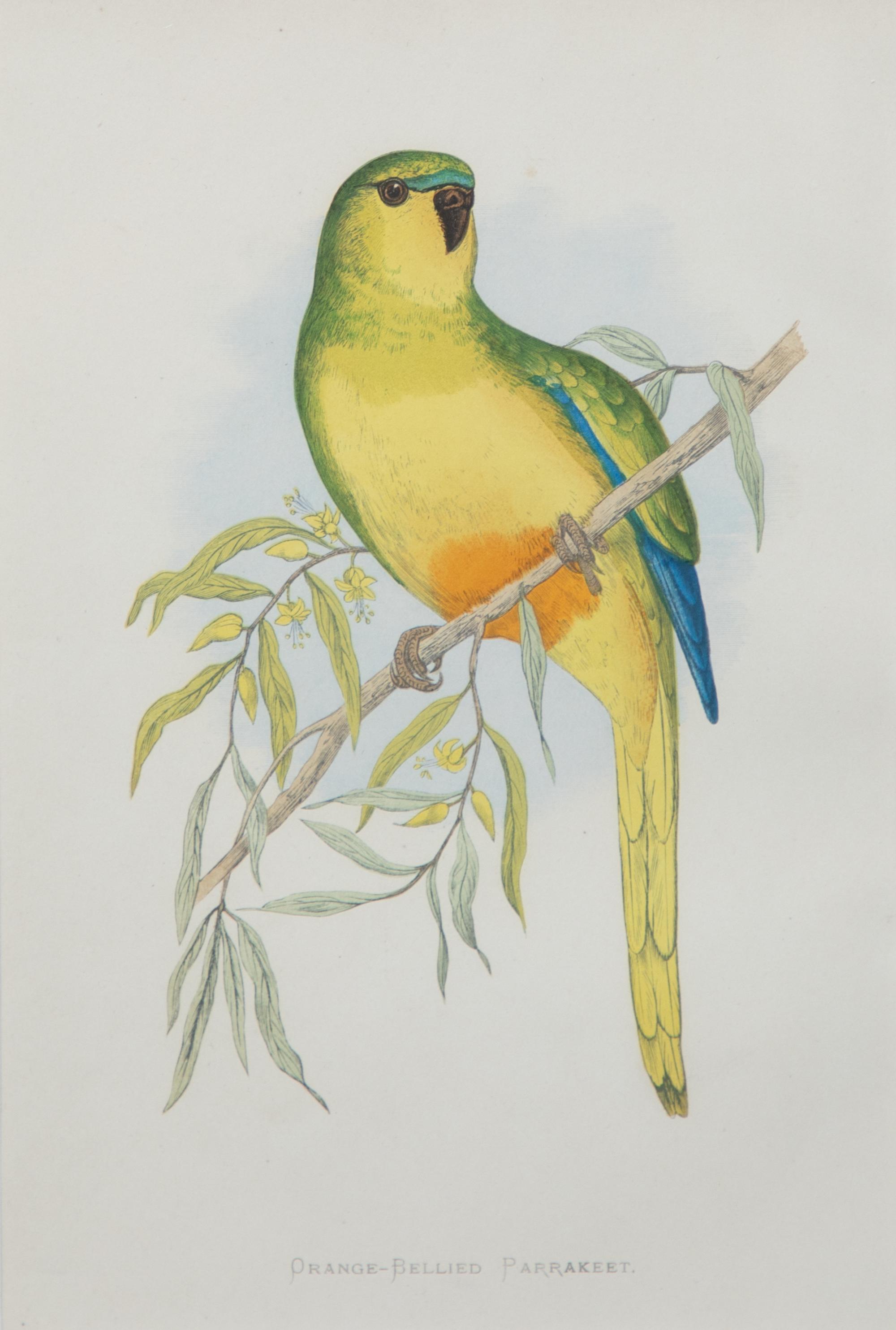 Four Gilt Framed Ornithological Prints of Parakeets Image area 9 x 6 inches — LATE 19TH CENTURY