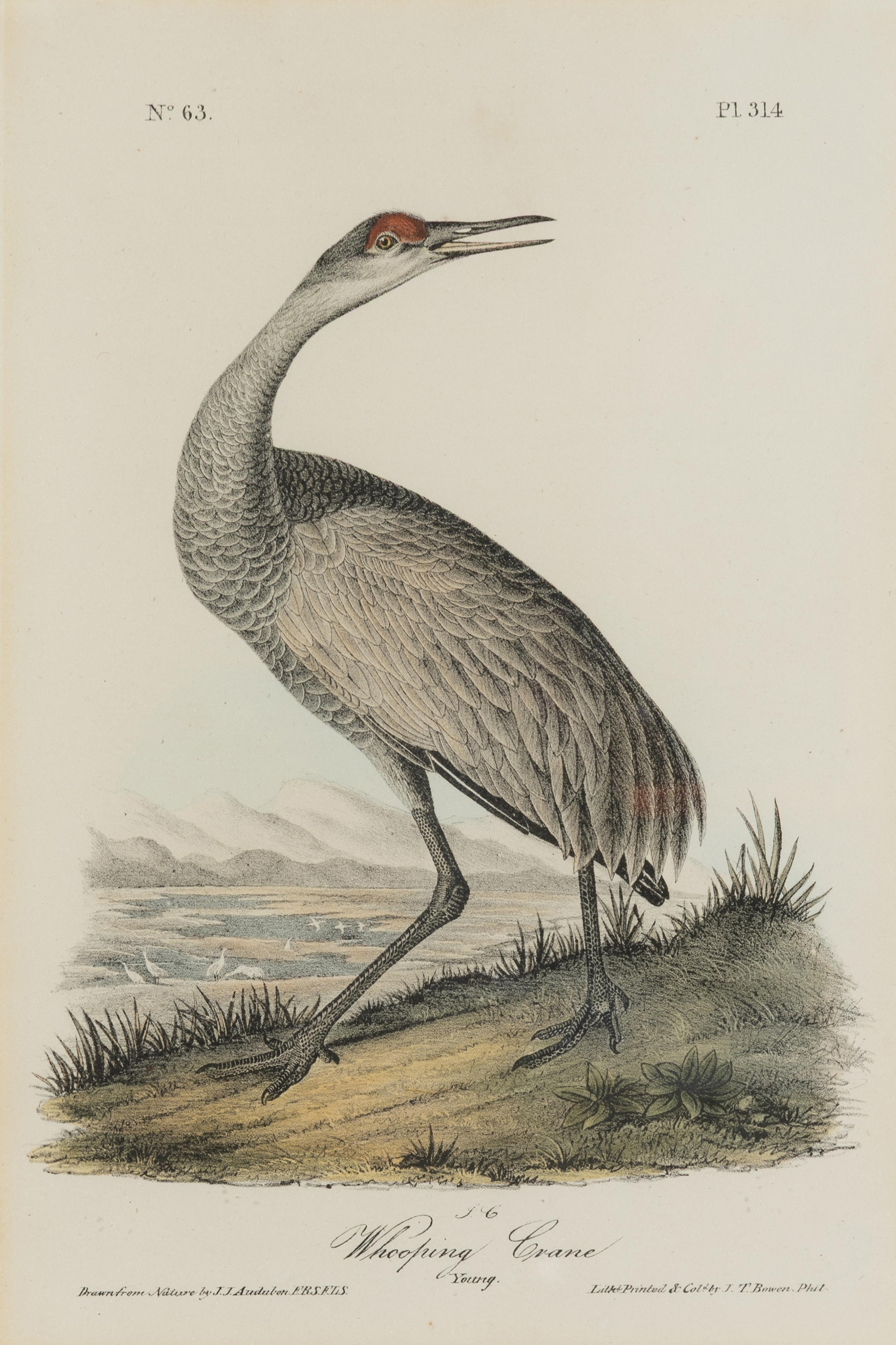 [Natural History] Audubon, John James. Group of 10 prints from the octavo "Birds of America"