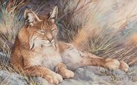 Lazy Afternoon