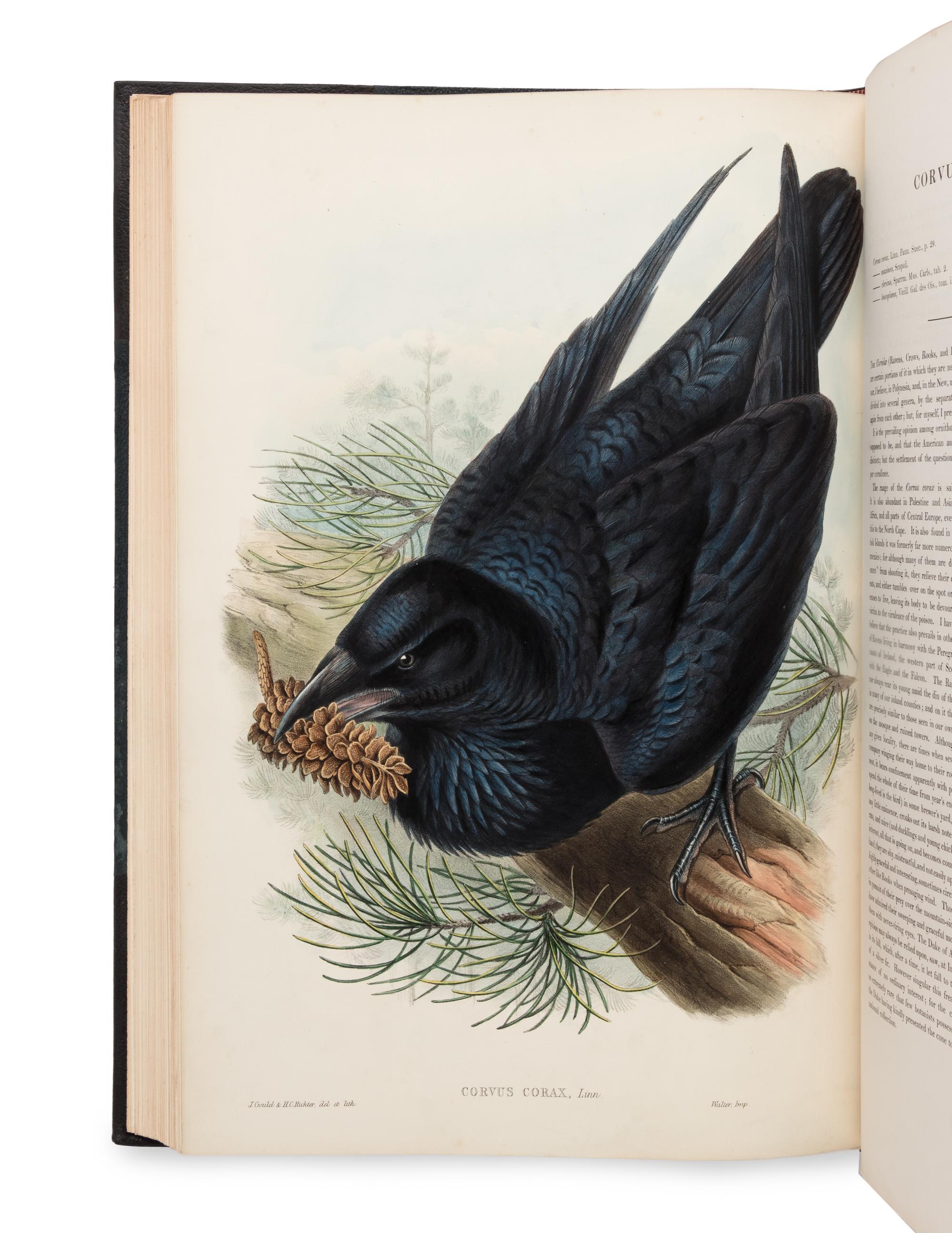 [NATURAL HISTORY]. GOULD, John (1804-1881). The Birds of Great Britain . London: Taylor and Francis, [1862-] 1873.