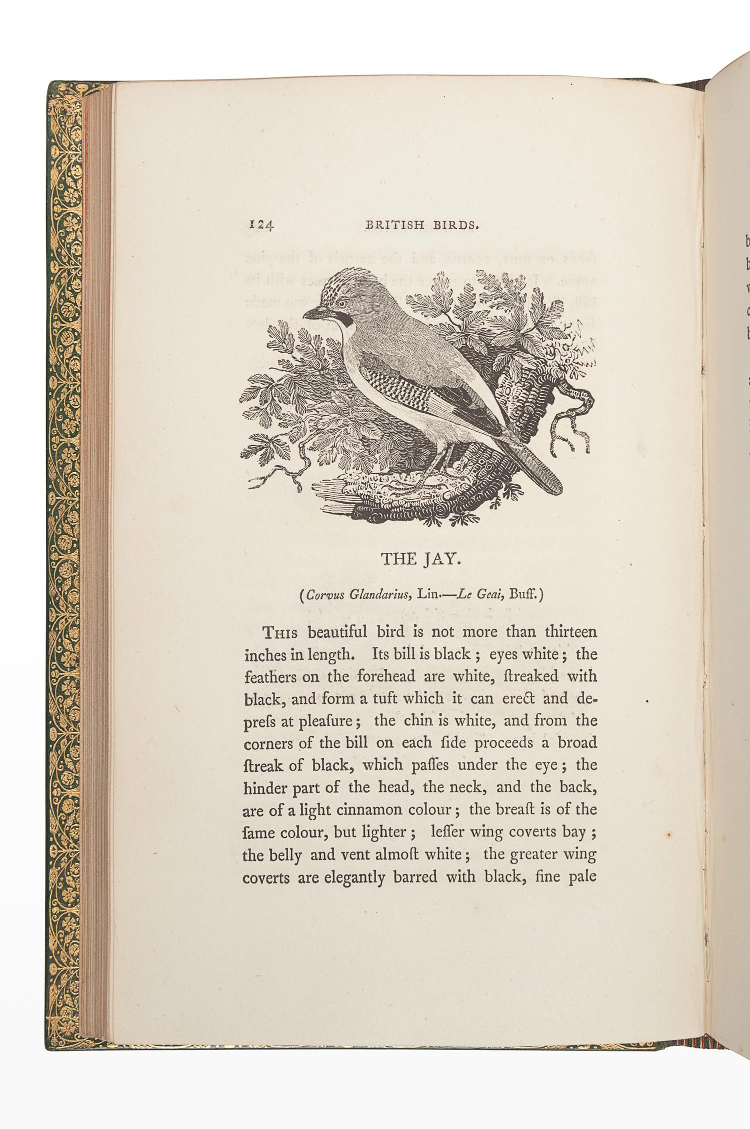 BEWICK, Thomas (1753-1828). A History of British Birds. Newcastle: Edward Walker, 1804.