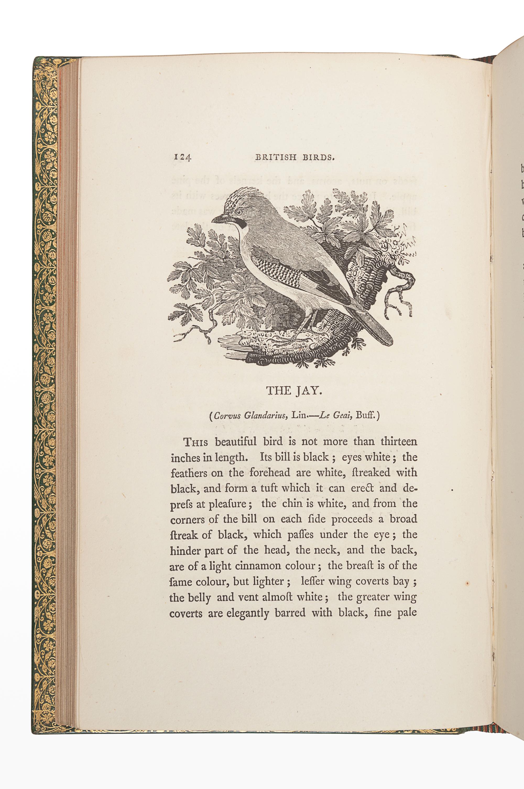 BEWICK, Thomas (1753-1828). A History of British Birds. Newcastle: Edward Walker, 1804.