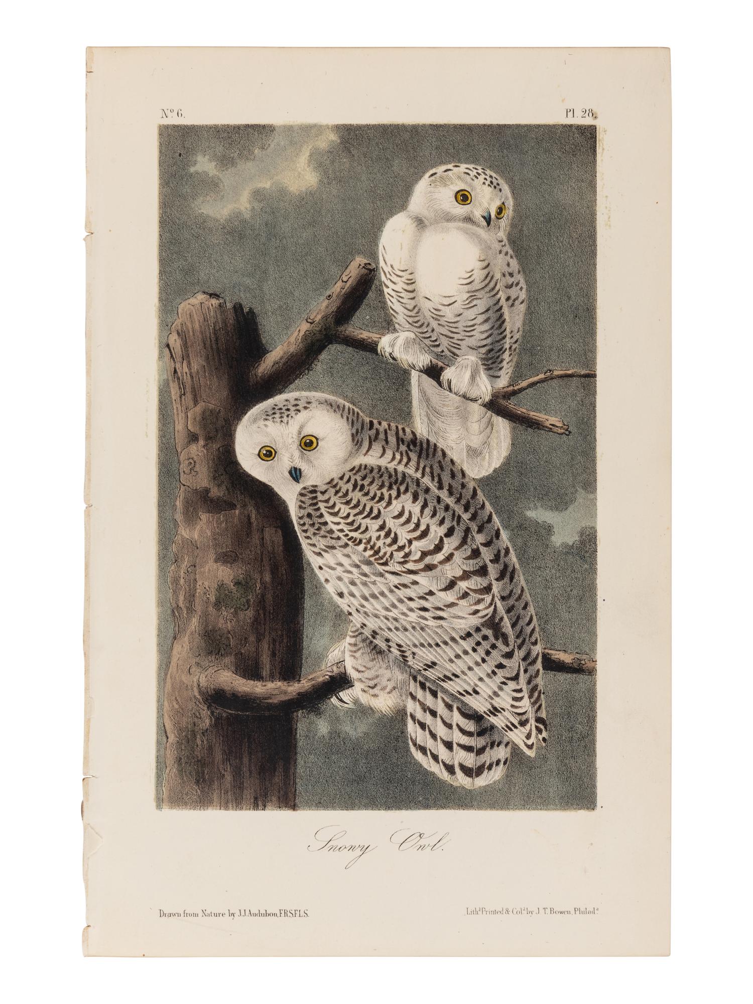AUDUBON, John James (1785-1851), after. A group of 190 octavo-format lithographs, including: