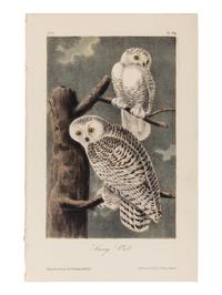 AUDUBON, John James (1785-1851), after. A group of 190 octavo-format lithographs, including: