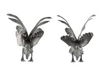 A Pair of Continental Silvered-Metal Roosters