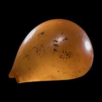 A Phoenician Agate or Carnelian Seashell