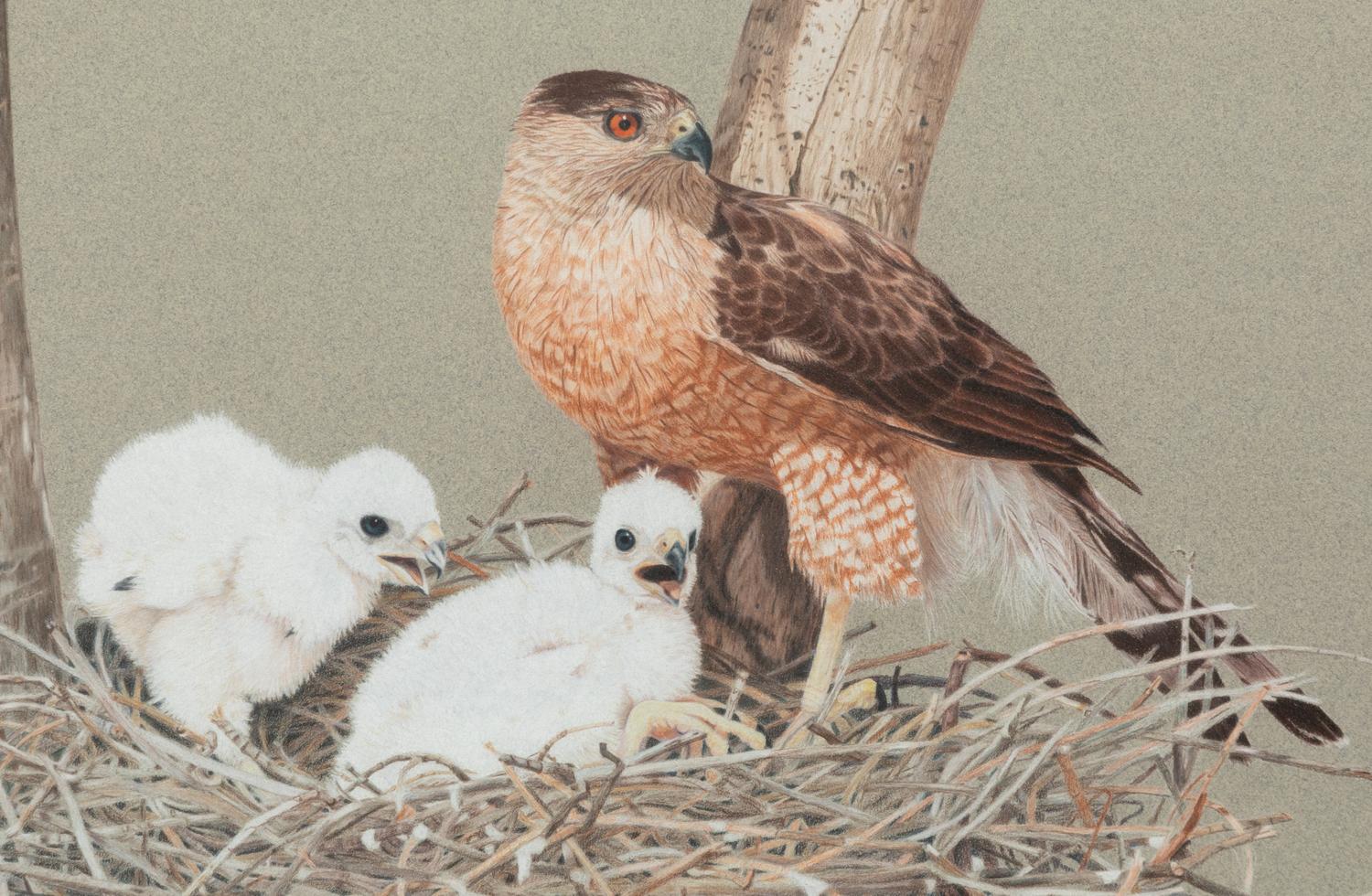 Hawk and Hawklings , 1992