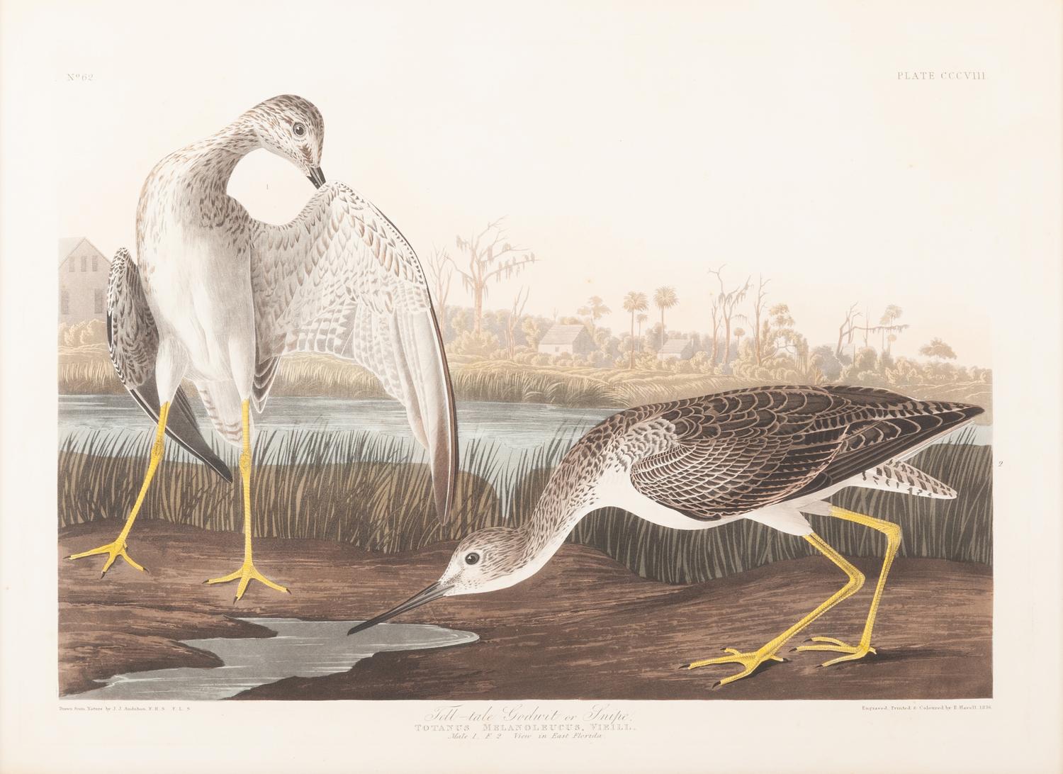AUDUBON, John James (1785-1851).