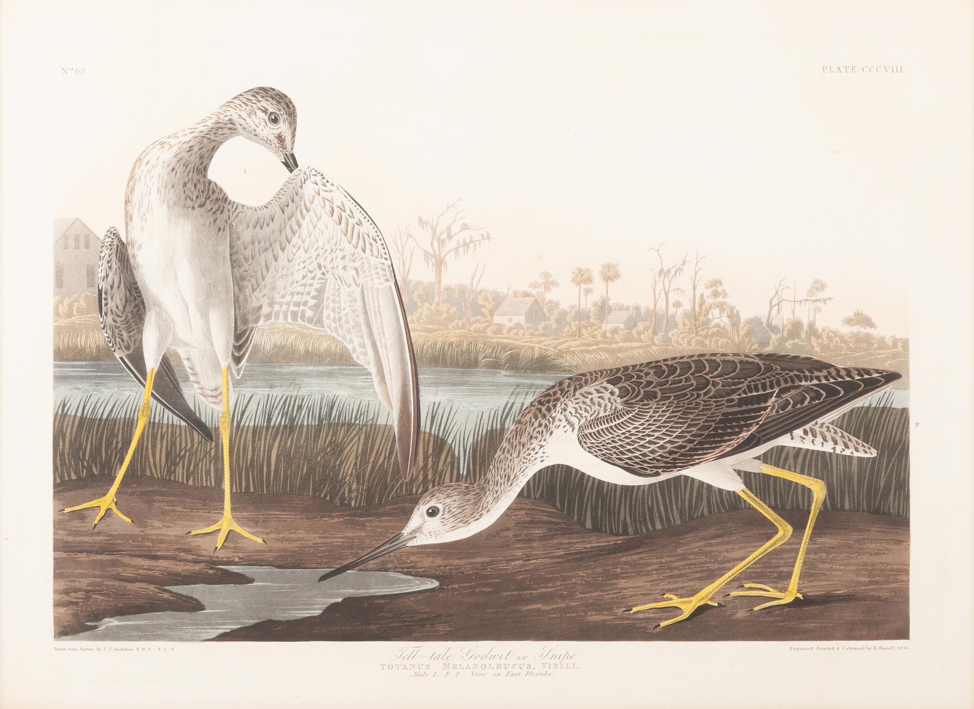 AUDUBON, John James (1785-1851).