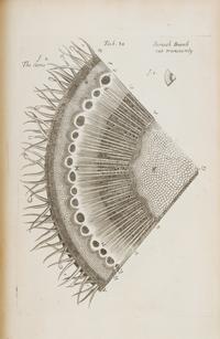 (BOTANY) GREW, NEHEMIAH. The Anatomy of Plants. London, 1682. First edition.