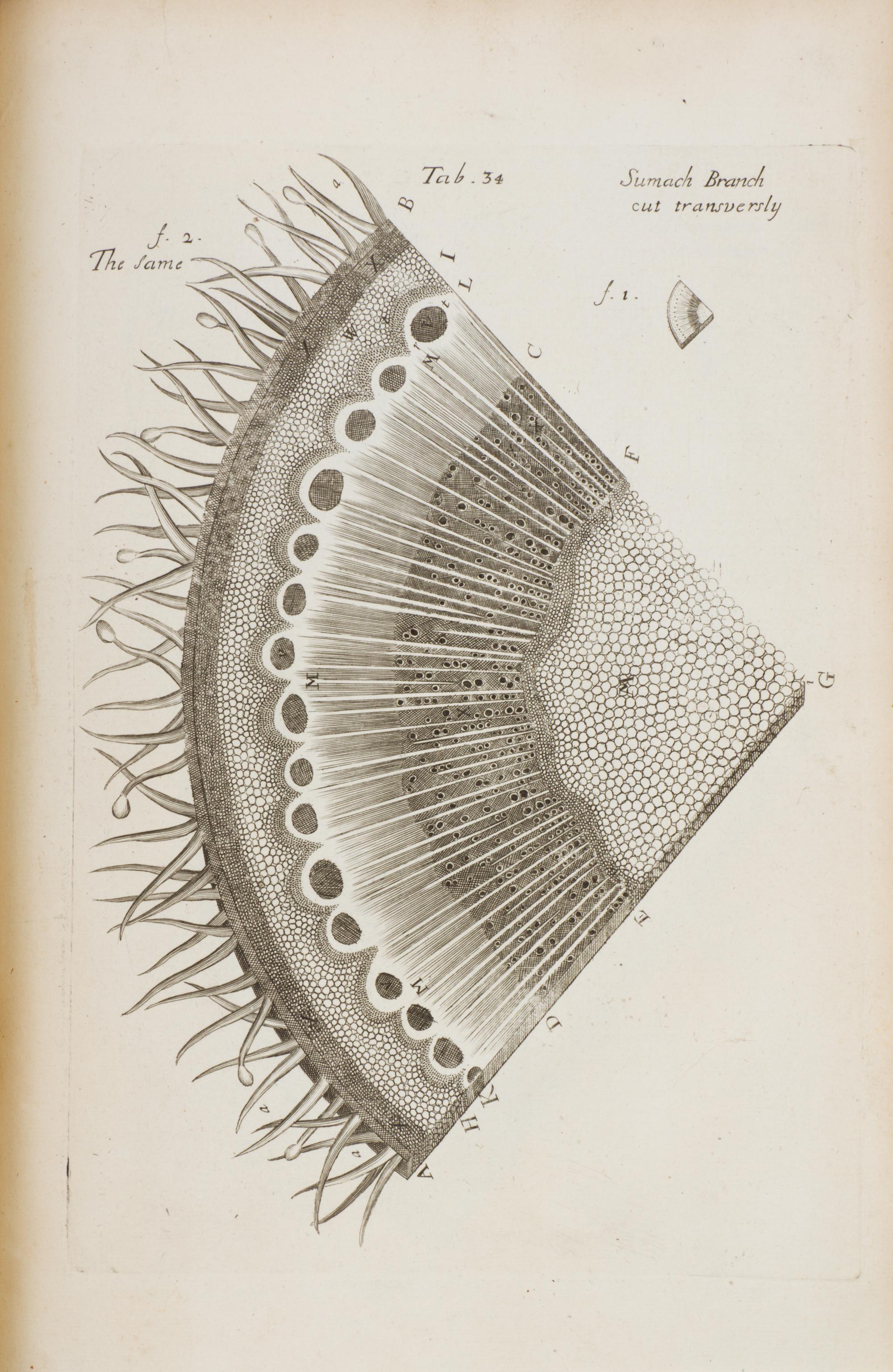(BOTANY) GREW, NEHEMIAH. The Anatomy of Plants. London, 1682. First edition.