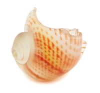 Eric Hopkins, (American, b. 1951), Untitled Shell Form, 1979