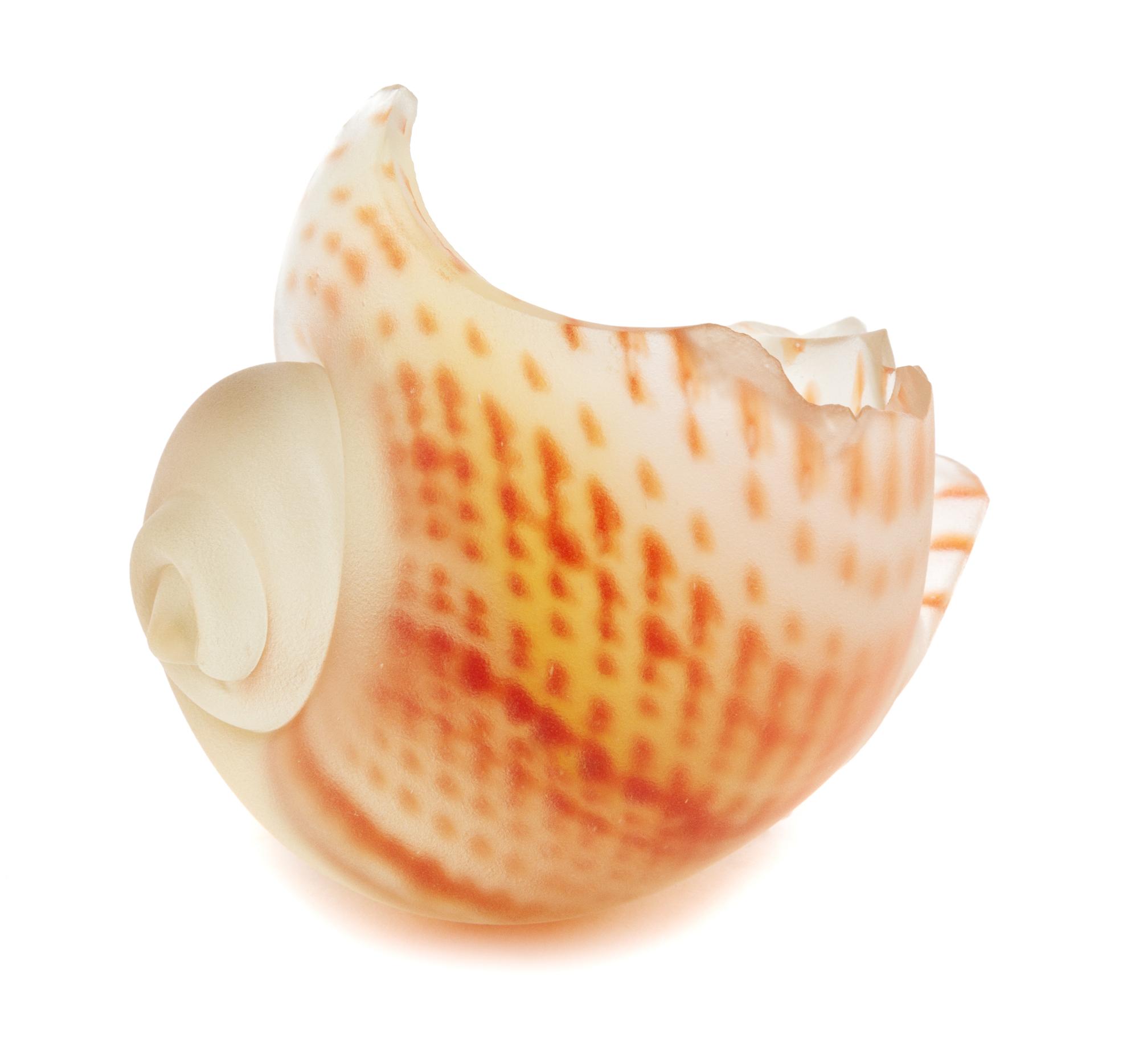 Eric Hopkins, (American, b. 1951), Untitled Shell Form, 1979