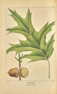 [Natural History] Michaux, F(rancois). Andrew. The North American Sylva, or A Description of the Forest Trees of the United States, Canada and Nova Scotia...