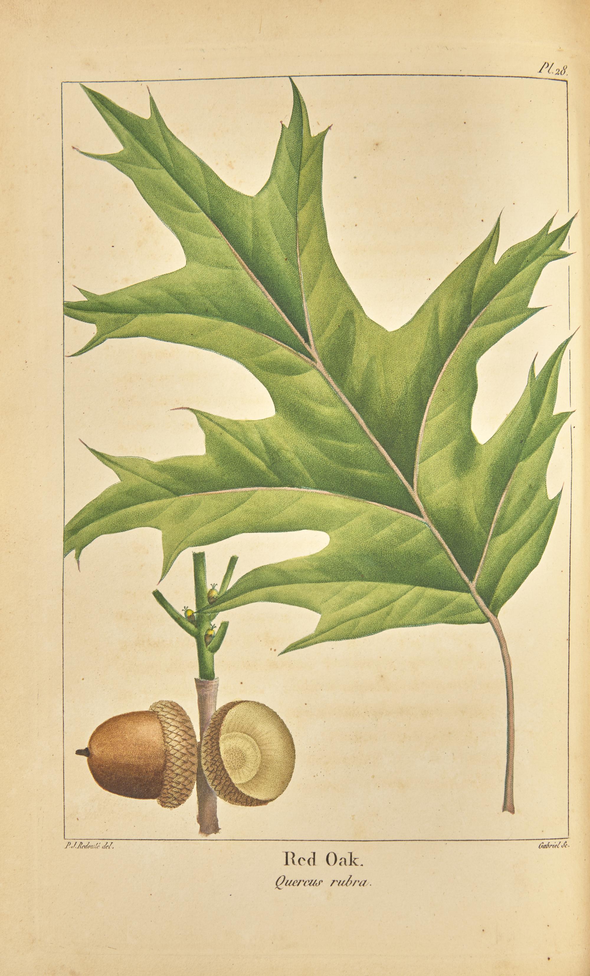 [Natural History] Michaux, F(rancois). Andrew. The North American Sylva, or A Description of the Forest Trees of the United States, Canada and Nova Scotia...