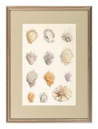 Six Hand-Colored Shell and Coral Engravings