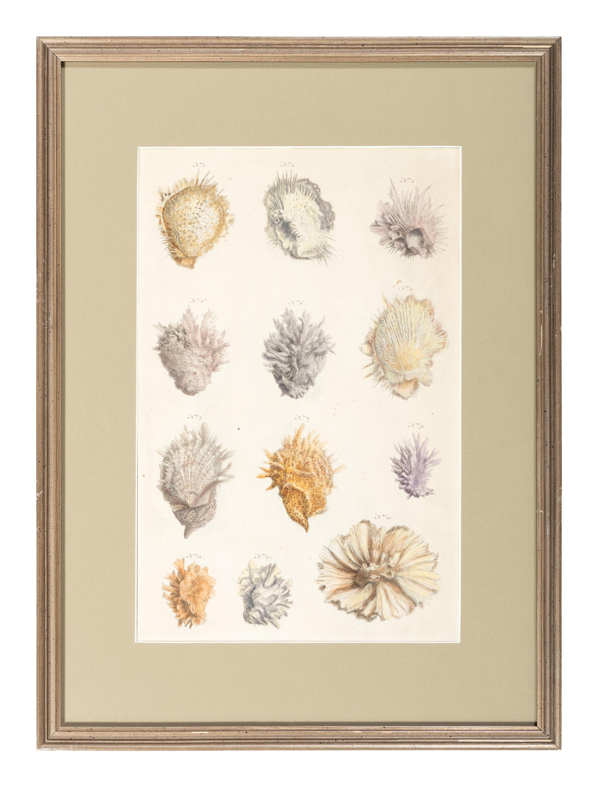 Six Hand-Colored Shell and Coral Engravings