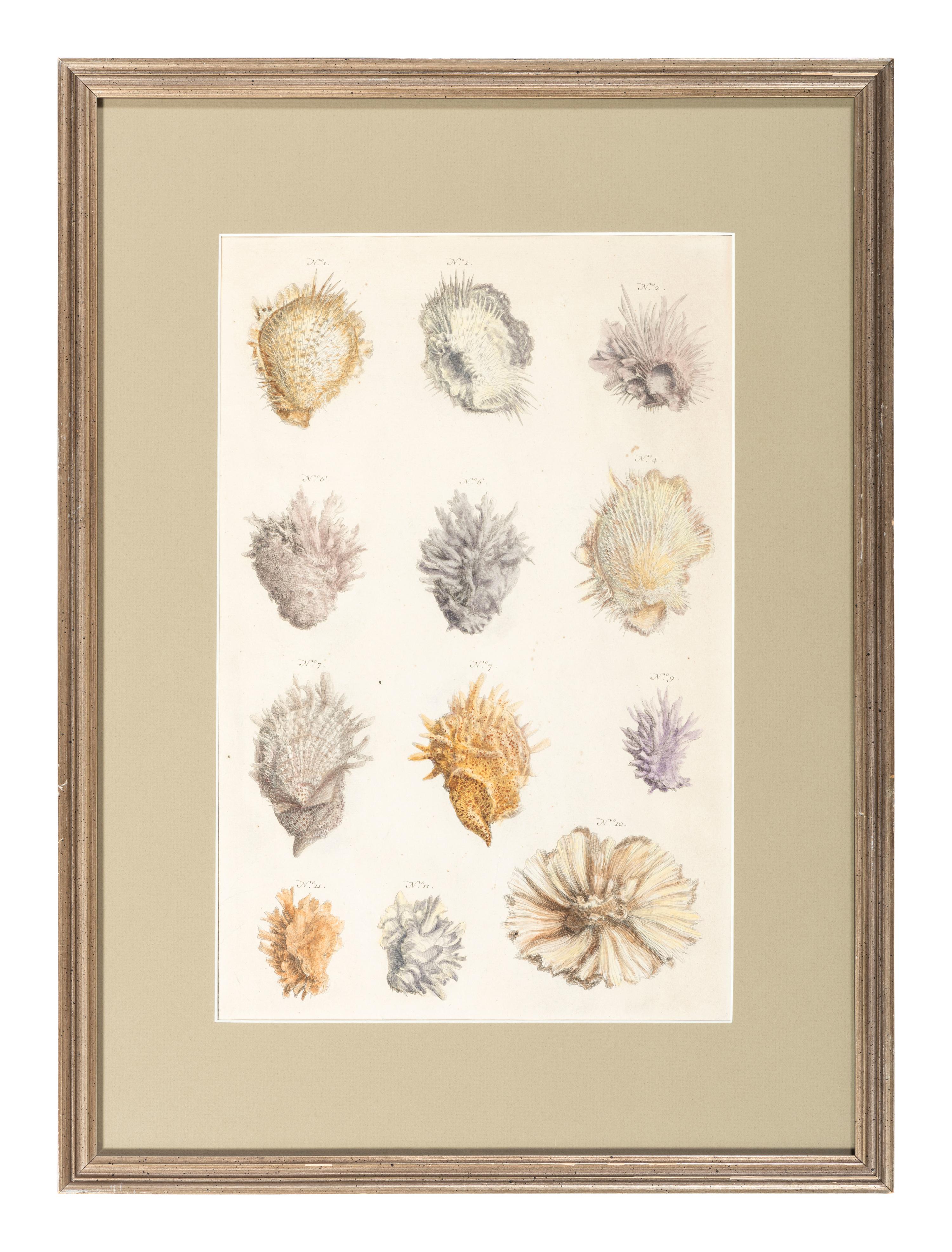 Six Hand-Colored Shell and Coral Engravings