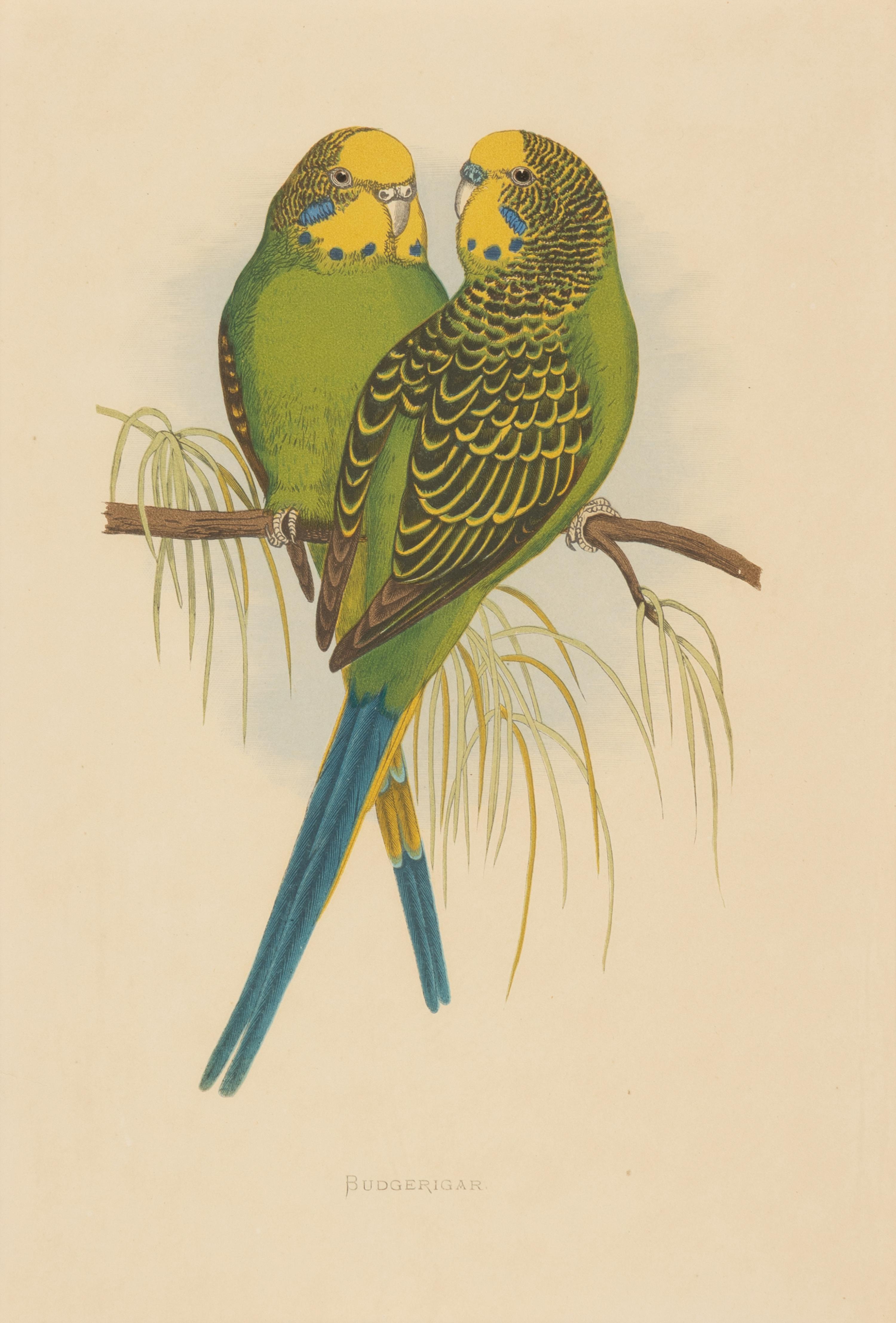 William Thomas Greene (English, 19th Century) — Parrots in Captivity (six plates, after Alexander F. Lydon)