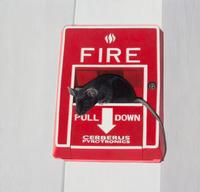 Adam Stennett, (American, b. 1972), Mouse on Fire Alarm, 2005