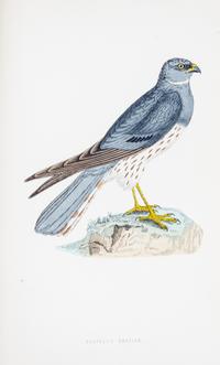 MORRIS, (FRANCIS ORPEN) A History of British Birds. London, 1870.